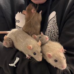 Musketeers
