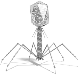 phage