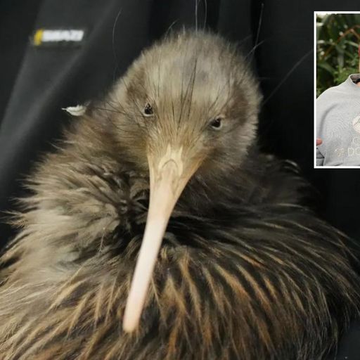 KIWI
