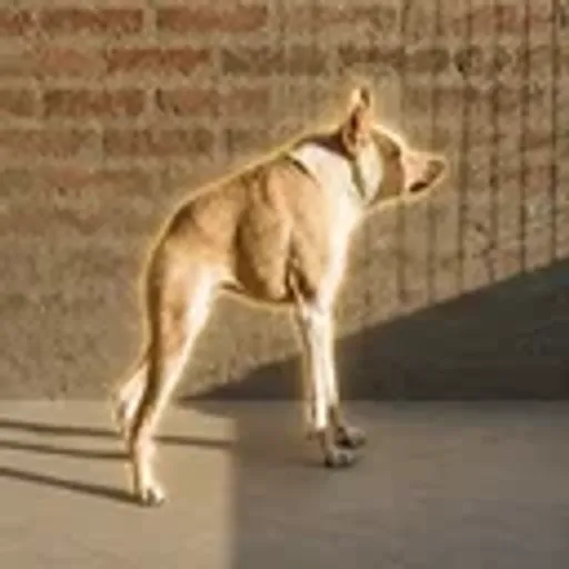 Perro