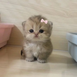Cat is lif
