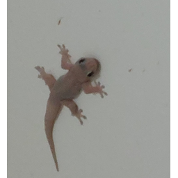 pepe