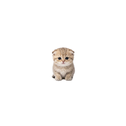 microcat