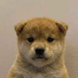 WUF