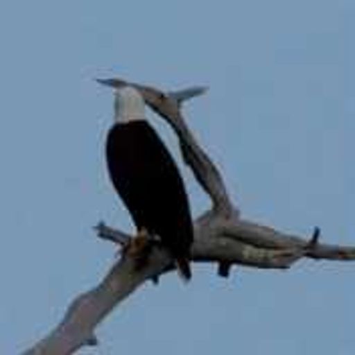 Eagle