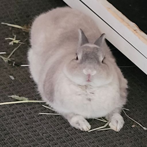 BUNNY
