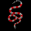 KINGSNAKE