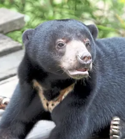 SUNBEAR