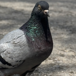 PIGEON
