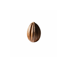 seed