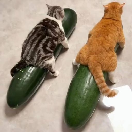 Melons 