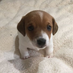 Benny