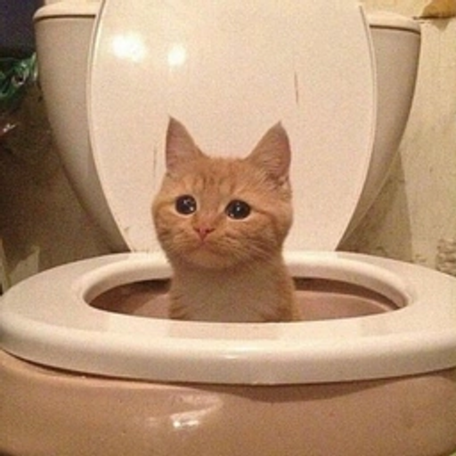 POOPCAT