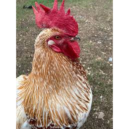 CHICKIE