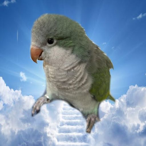 Abu