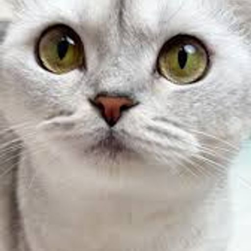 SONYACAT
