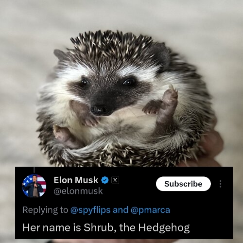Hedgehog