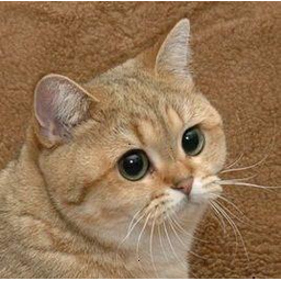 StareCat