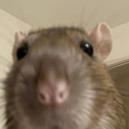 rat