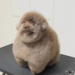 SCOOBERT