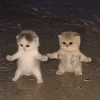 DISCO