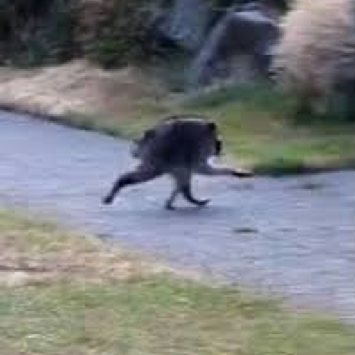 Jimothy