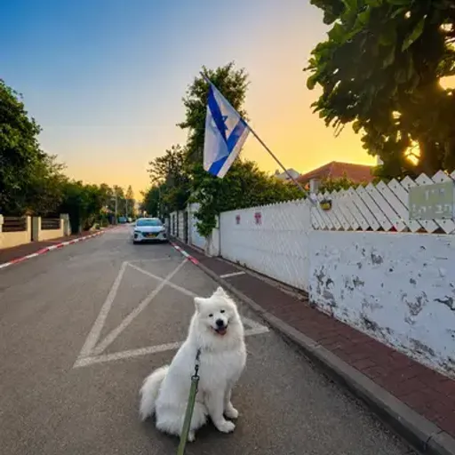 מלו