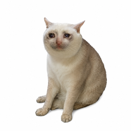 CASH CAT