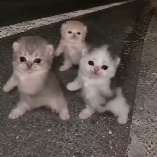DCATS
