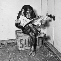 CHIMP