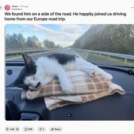 Hitler Cat