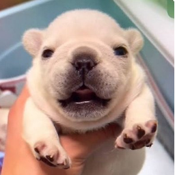 Pibble