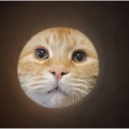 mooncat