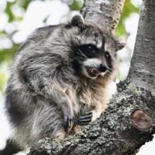 Glenjamin