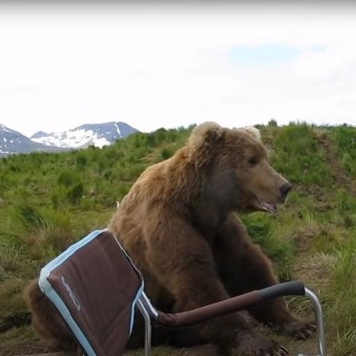 bear wif guy