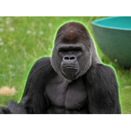 GORILLA