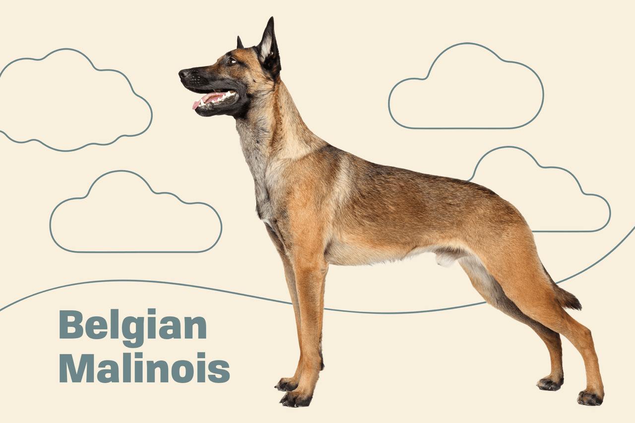 Malinois