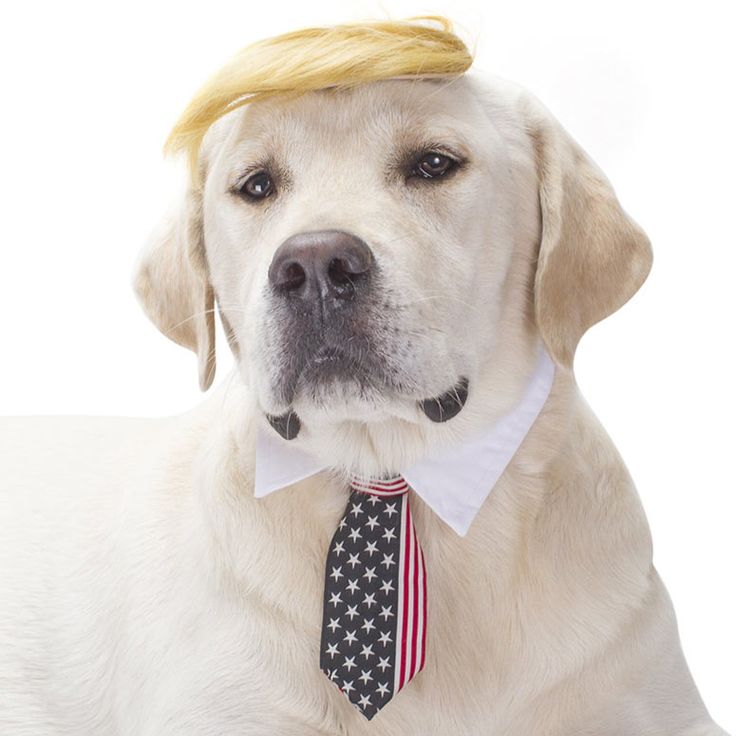 PRESDOG