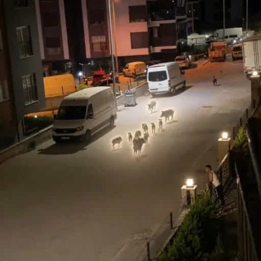 Boars