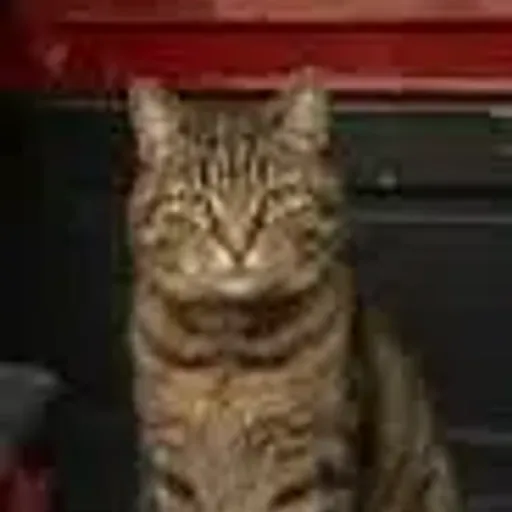 BOB