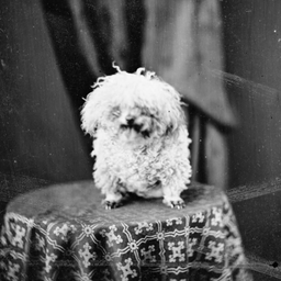 firstdog