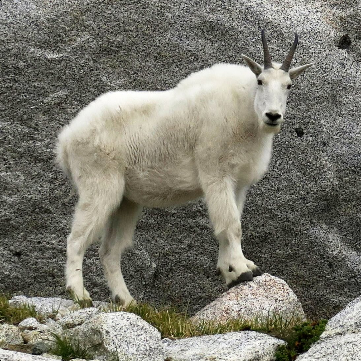 GOATYE